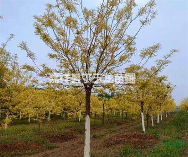 黃金槐樹價格8-10公分