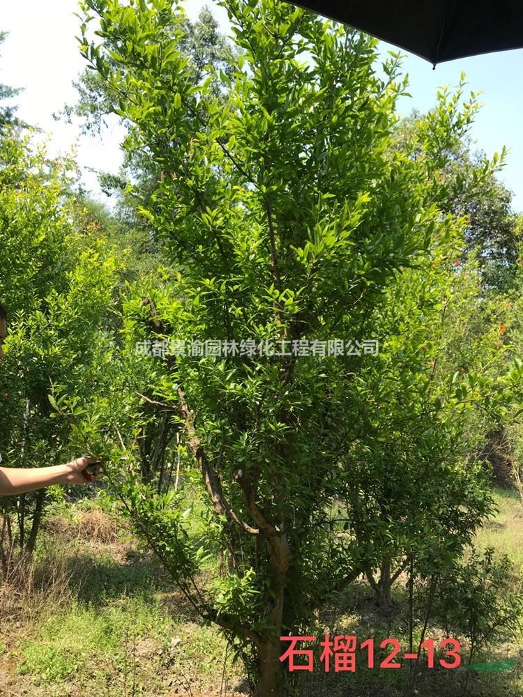 石榴   成都花石榴基地直銷  花石榴現(xiàn)貨批發(fā)  四川綠化苗木供應(yīng)