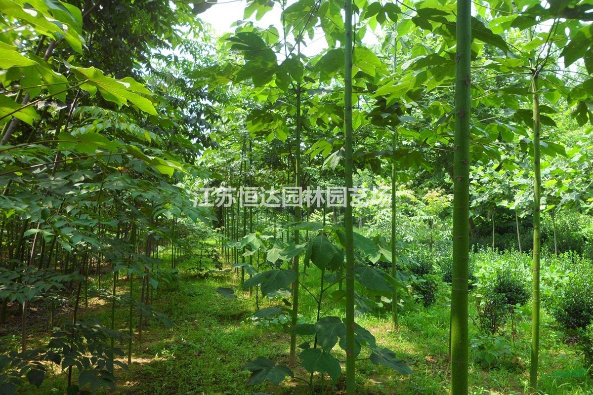 青桐價值-青桐苗木 30-40公分青桐樹