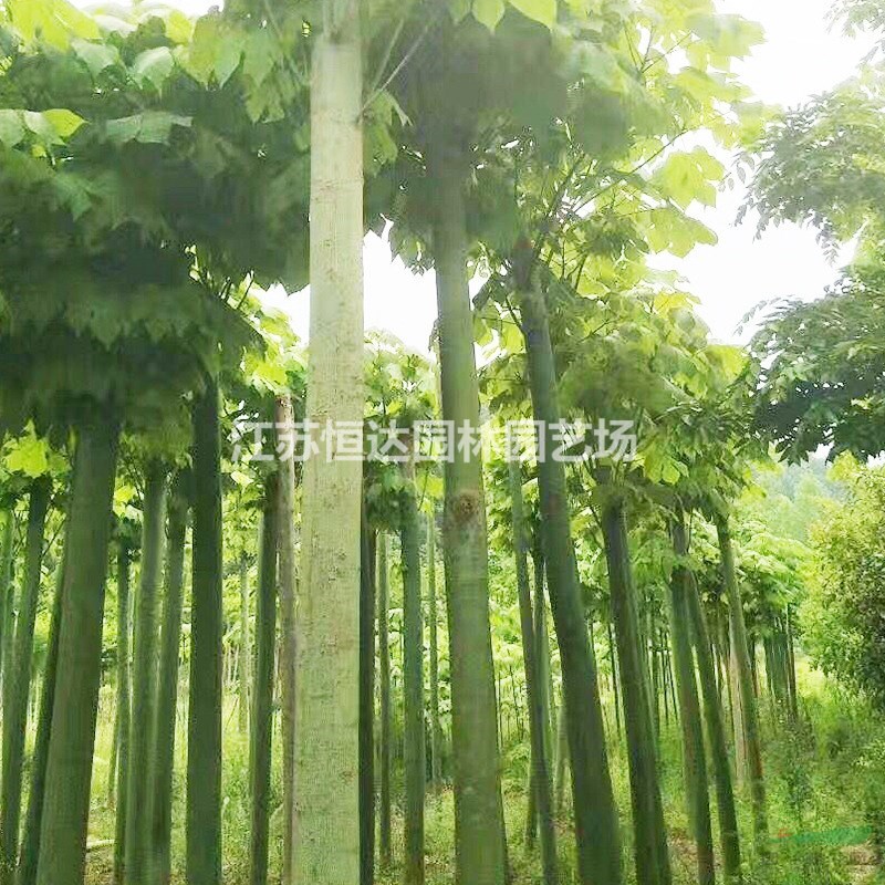 江蘇青桐批發(fā) 青桐種植技術(shù)