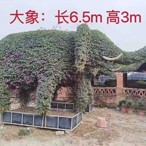 福建大象造型三角梅长6.5米高3米报价