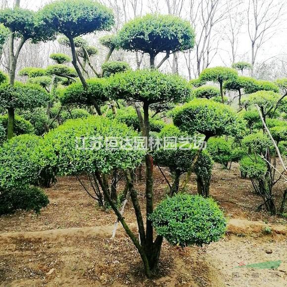 沭陽造型小葉女貞基地