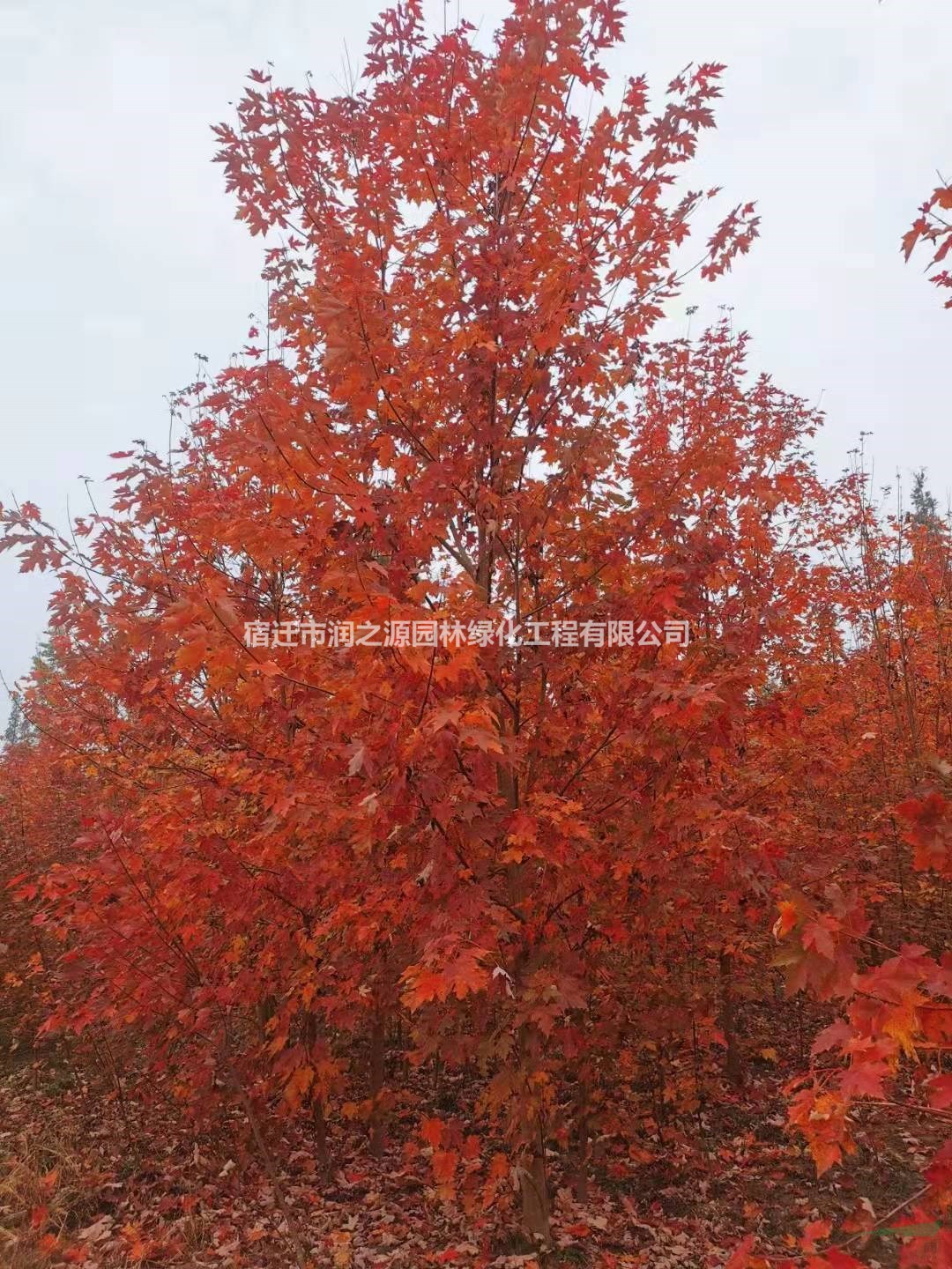 美國紅楓 美國紅楓苗批發(fā)價