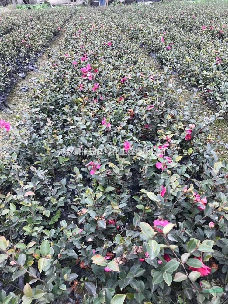 茶花苗  成都茶花基地直銷  茶花價格  精品茶花杯苗屁大  四川灌木工程苗供應(yīng)商