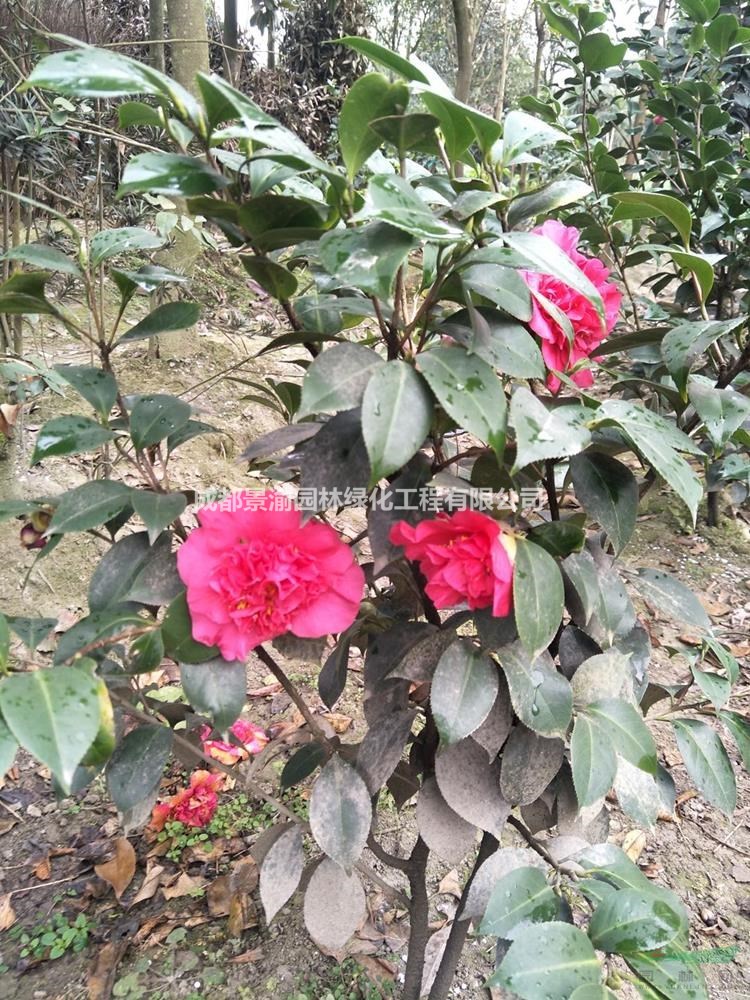 茶花苗  成都茶花基地直銷  茶花價格  精品茶花杯苗屁大  四川灌木工程苗供應(yīng)商