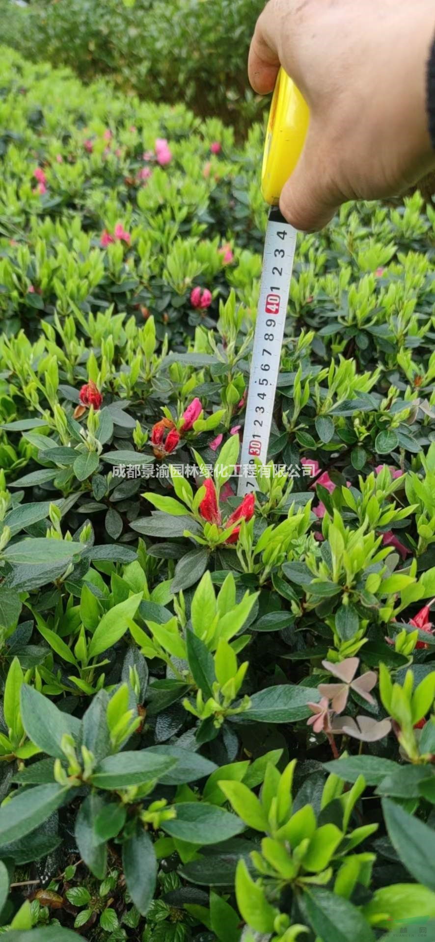 春鵑杯苗基地  成都春鵑現(xiàn)貨直銷 精品春鵑苗價格  四川灌木供應(yīng)商  