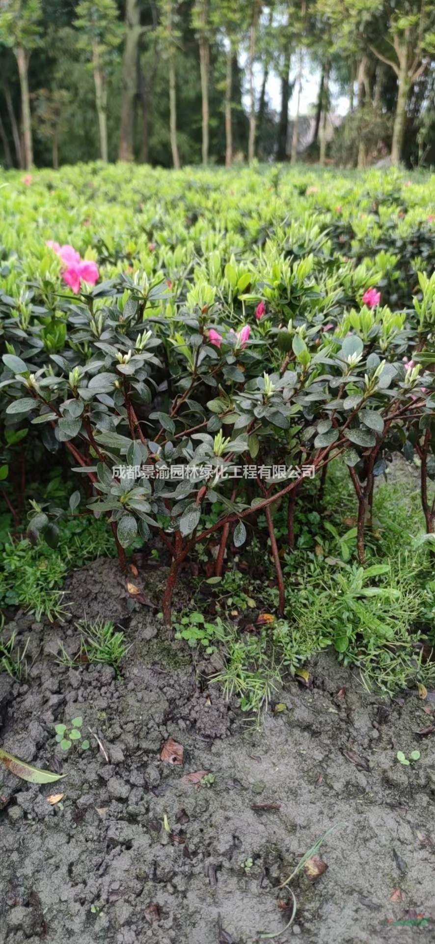 春鵑杯苗基地  成都春鵑現(xiàn)貨直銷 精品春鵑苗價格  四川灌木供應(yīng)商  