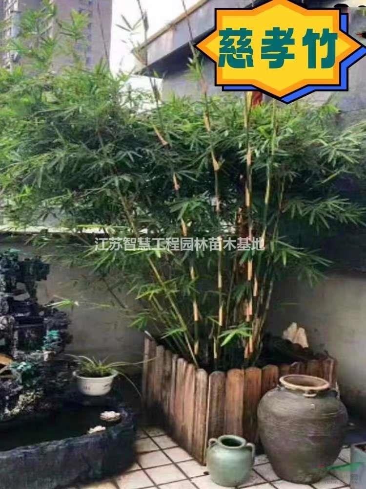 慈孝竹苗圃基地直發(fā)江蘇蘇北最好哪里慈孝竹最好1.5米高2米高3..