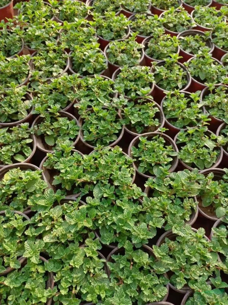 山東薄荷基地 青州薄荷基地 采購(gòu)薄荷可以到山東青州