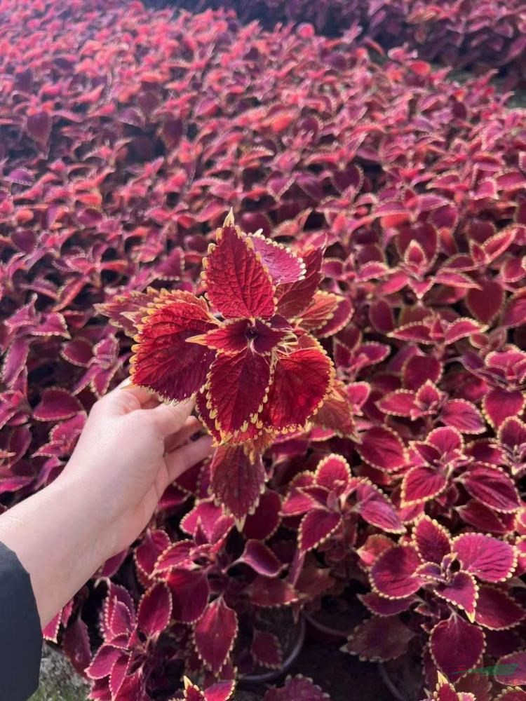 這是今天自家草花基地實拍的的彩葉草 華東地區(qū)彩葉草基地