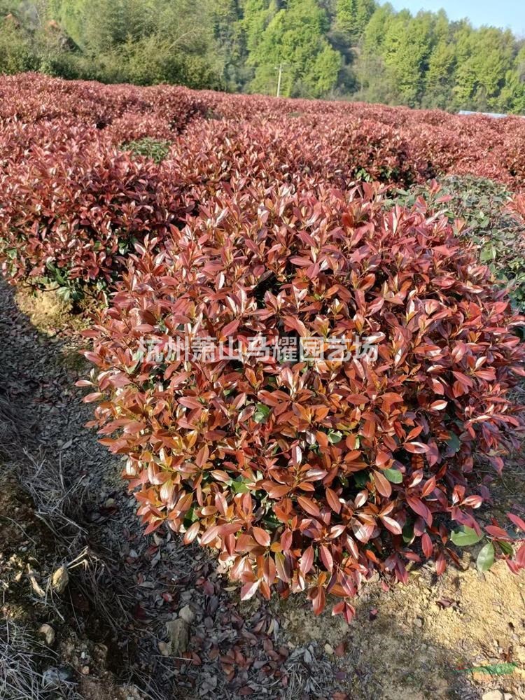 供應直銷紅葉石楠球冠幅P80-150cm1.2米1米