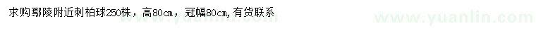 求購冠幅80公分刺柏球