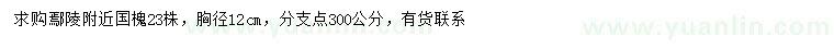 求購胸徑12公分國槐