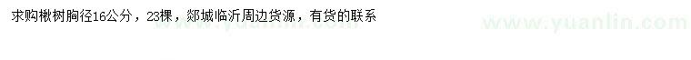求購胸徑16公分楸樹