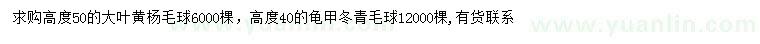 求購高50公分大葉黃楊球、高40公分龜甲冬青球