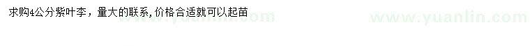 求購4公分紫葉李