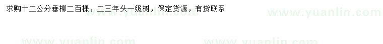 求購12公分垂柳