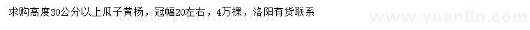 求購高30公分以上瓜子黃楊