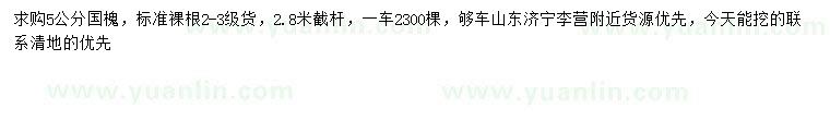 求購5公分國槐