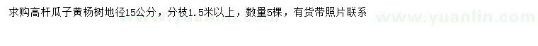 求購地徑15公分高桿瓜子黃楊