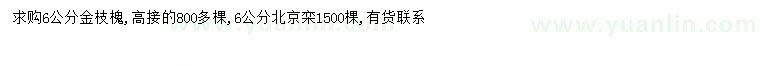 求購6公分高接金枝槐、北京欒