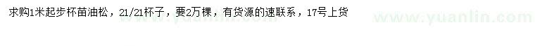 求購1米以上油松