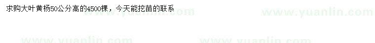 求購(gòu)高50公分大葉黃楊