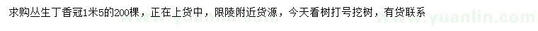 求購冠幅1.5米叢生丁香