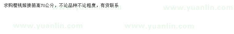 求購(gòu)高70公分櫻桃