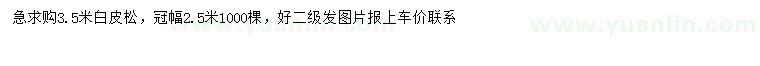 求購3.5米白皮松