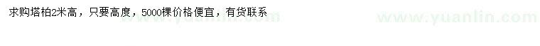 求購高2米塔柏
