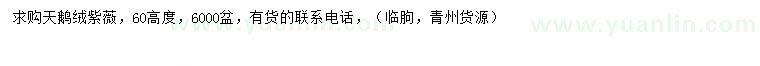 求購高60公分天鵝絨紫薇