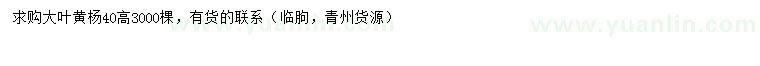 求購高40公分大葉黃楊
