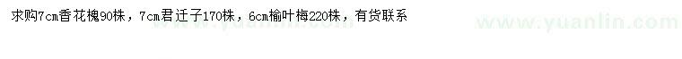 求購香花槐、君遷子、榆葉梅