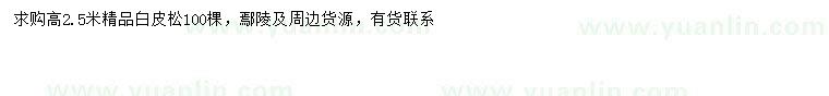 求購高2.5米白皮松