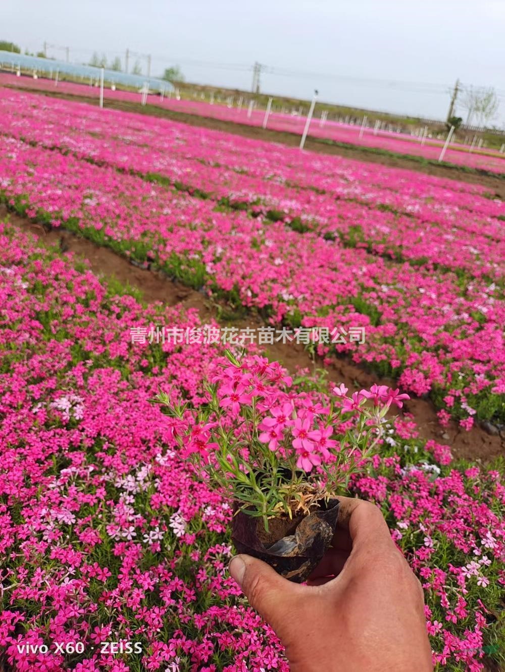 宿根福祿考耐寒耐熱 福祿考花量大 福祿考花海造景 福祿考花期長