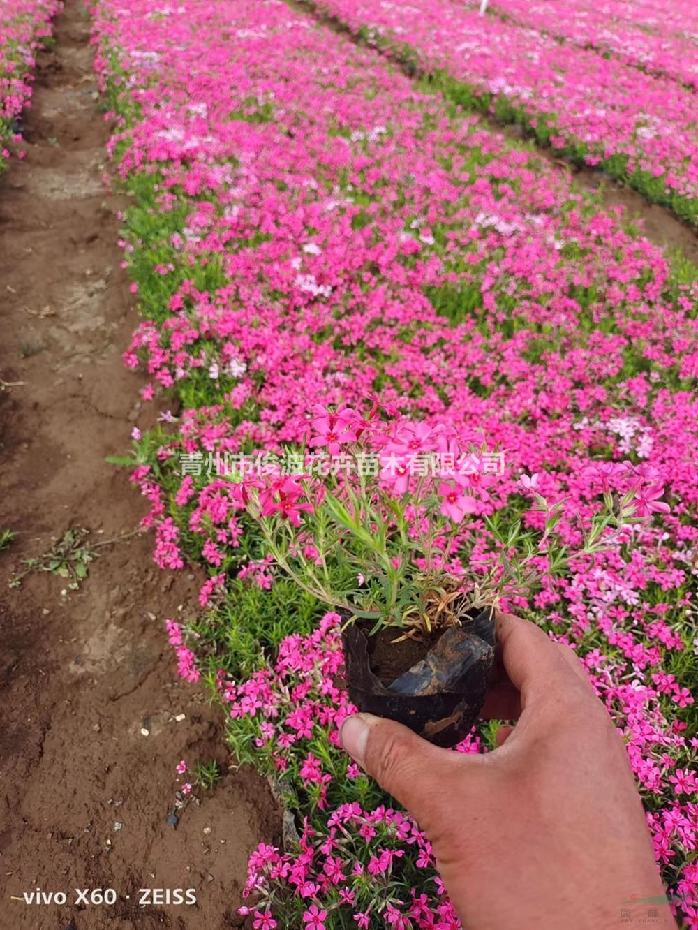 宿根福祿考耐寒耐熱 福祿考花量大 福祿考花海造景 福祿考花期長