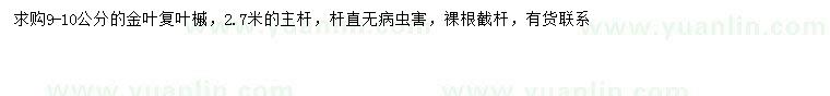 求購(gòu)9-10公分金葉復(fù)葉槭