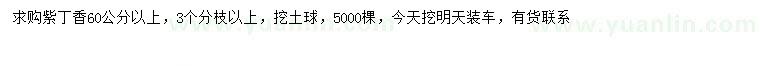 求購60公分以上紫丁香