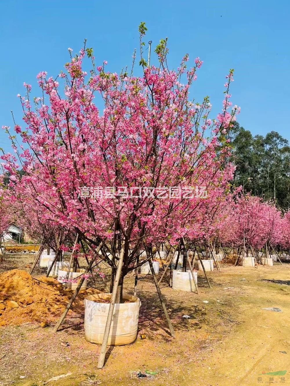 廣州櫻品相好-廣州櫻適應強易種植