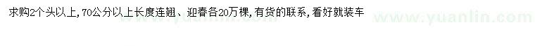 求購長70公分連翹、迎春