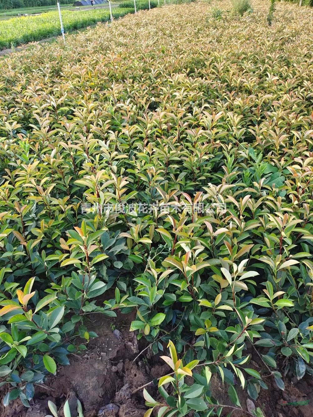 苗圃供應(yīng)紅葉石楠苗 紅葉石楠小苗 紅葉石楠小杯苗 紅葉石楠杯苗