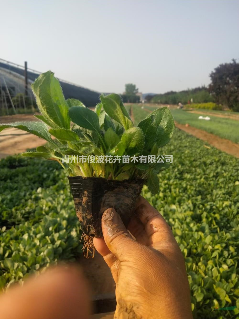 金光菊種植基地 金光菊盆栽苗 金光菊批發(fā) 金光菊價格 金光菊供應(yīng)商