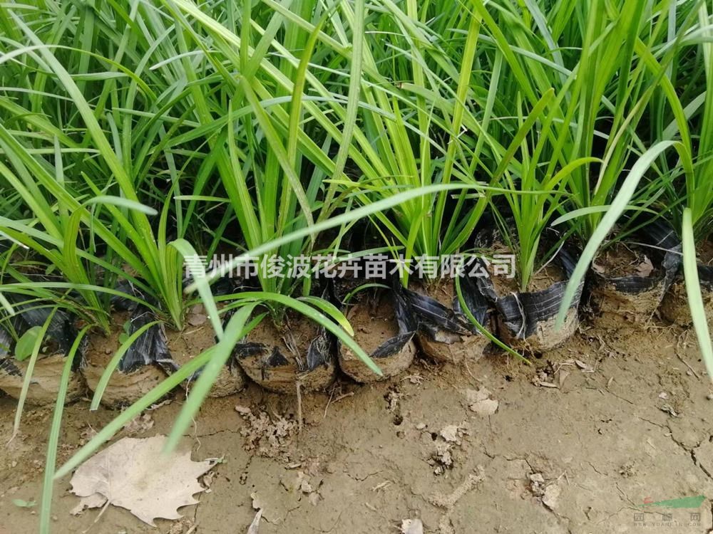 供應(yīng)蘭花三七杯苗 耐寒耐蔭耐澇四季常青蘭花三七 多年生草本植物蘭花三七