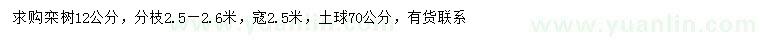 求購12公分欒樹