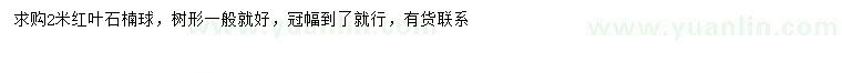 求購2米紅葉石楠球
