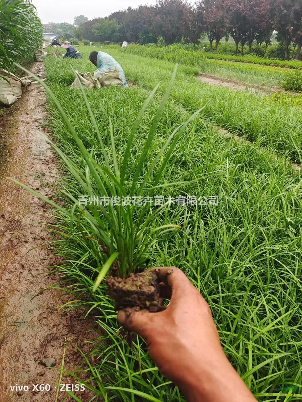 麥冬草品種優(yōu)良 麥冬草基地直供 闊葉麥冬草 細(xì)葉麥冬草 特價麥冬草