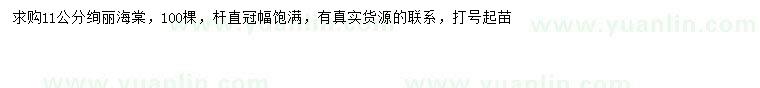 求購11公分絢麗海棠