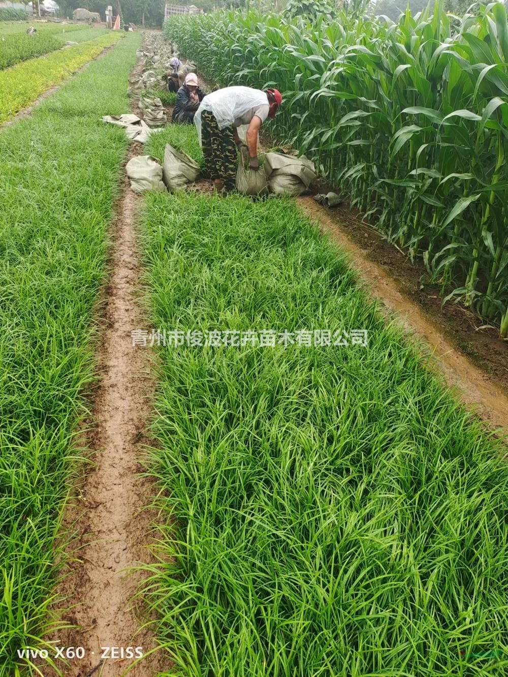 麥冬草易種植 麥冬草品相好根系發(fā)達(dá) 低價(jià)麥冬草 金邊麥冬草綠化