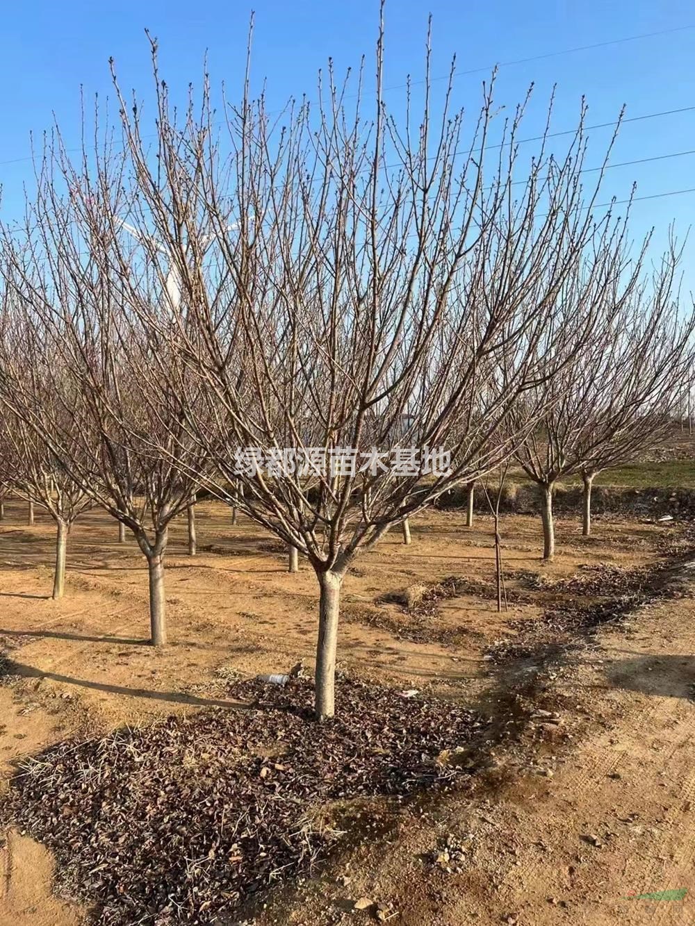 供應(yīng)櫻花 晚櫻 8-15公分櫻花 精品櫻花 9公分櫻花 10公分櫻花